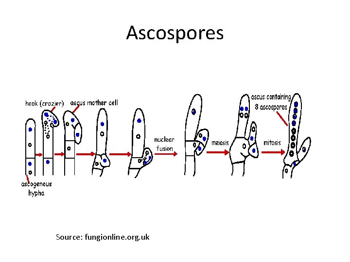 Ascospores Source: fungionline. org. uk 