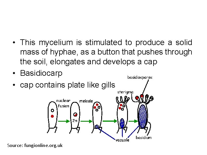  • This mycelium is stimulated to produce a solid mass of hyphae, as