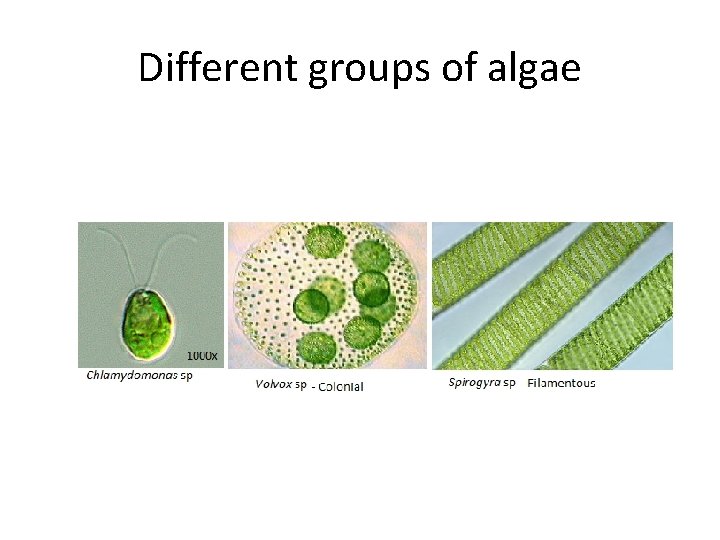 Different groups of algae 