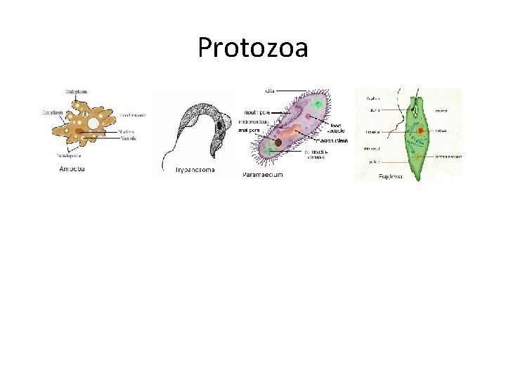 Protozoa 