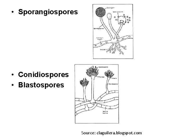  • Sporangiospores • Conidiospores • Blastospores Source: claguilera. blogspot. com 