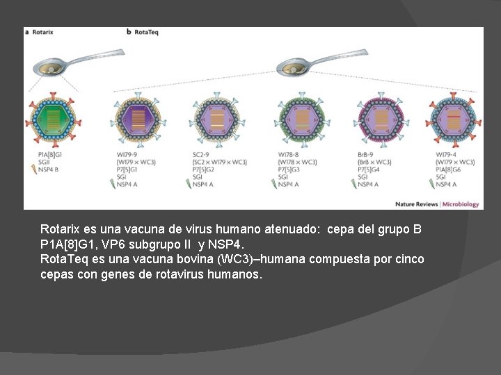 Rotarix es una vacuna de virus humano atenuado: cepa del grupo B P 1