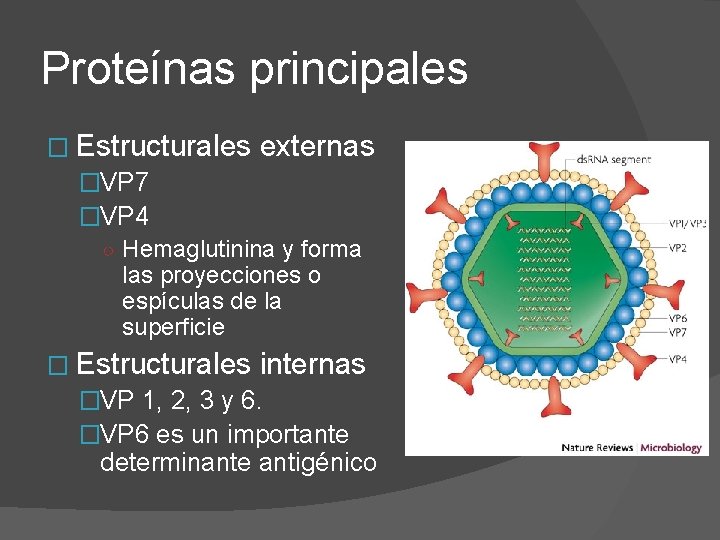 Proteínas principales � Estructurales externas �VP 7 �VP 4 ○ Hemaglutinina y forma las