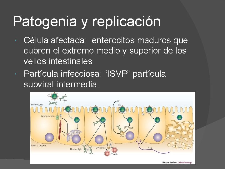 Patogenia y replicación Célula afectada: enterocitos maduros que cubren el extremo medio y superior