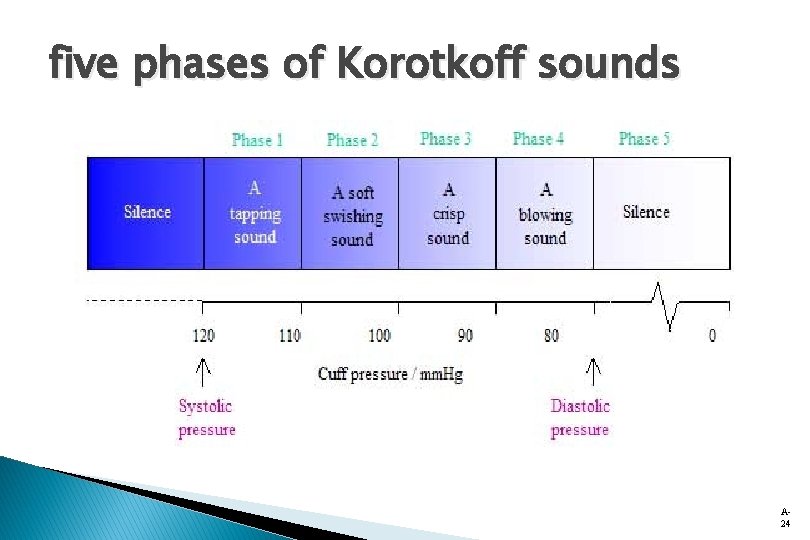 five phases of Korotkoff sounds A 24 