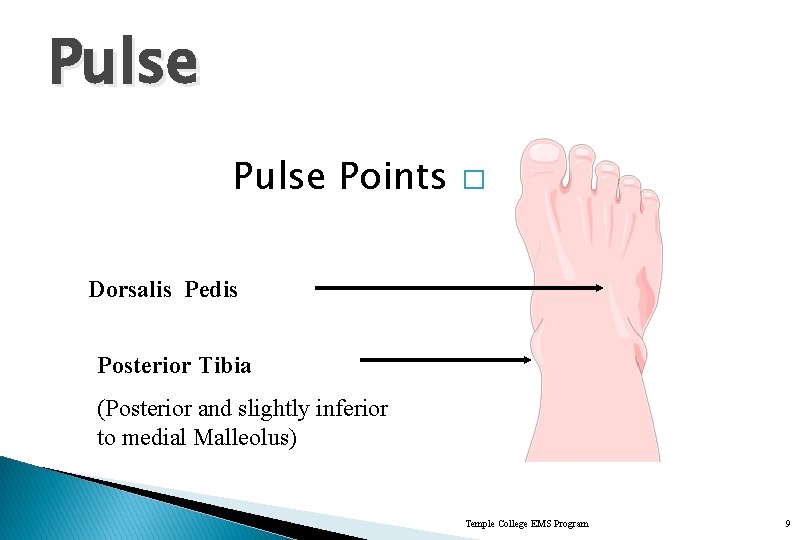 Pulse Points � Dorsalis Pedis Posterior Tibia (Posterior and slightly inferior to medial Malleolus)