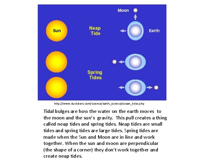 http: //www. ducksters. com/science/earth_science/ocean_tides. php Tidal bulges are how the water on the earth