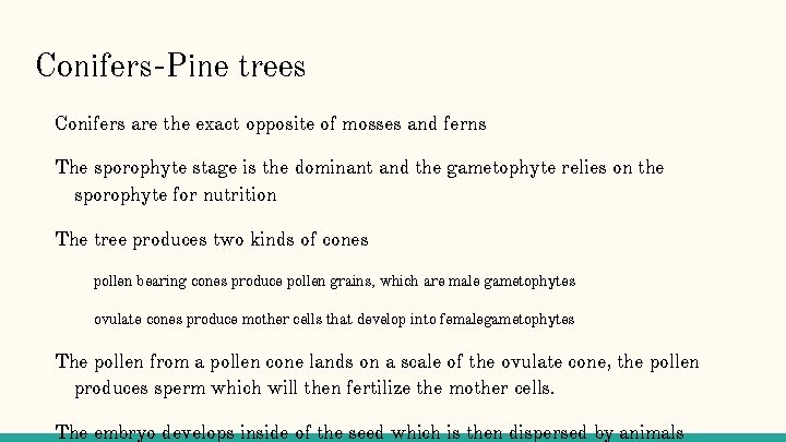 Conifers-Pine trees Conifers are the exact opposite of mosses and ferns The sporophyte stage