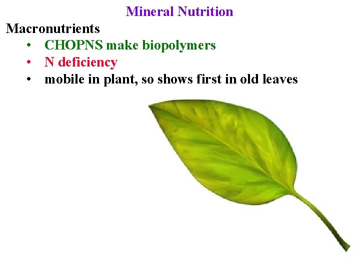Mineral Nutrition Macronutrients • CHOPNS make biopolymers • N deficiency • mobile in plant,