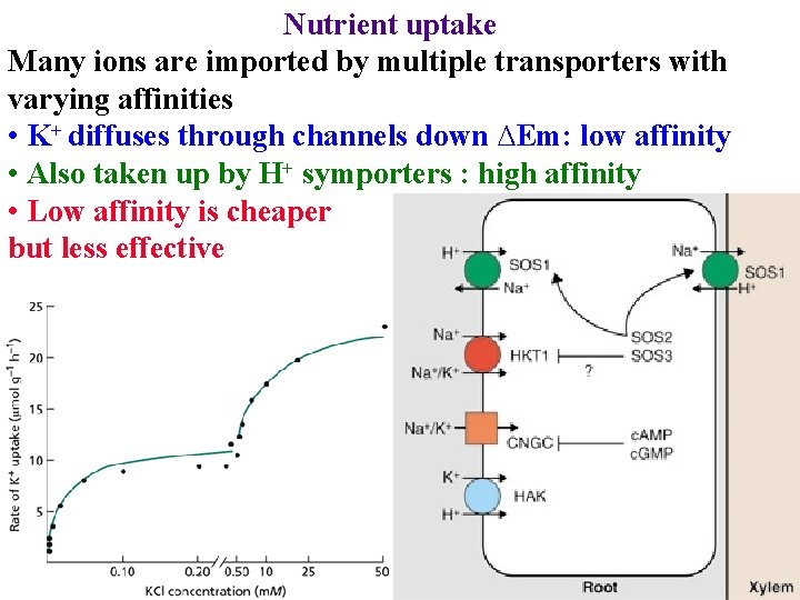 Nutrient uptake Many ions are imported by multiple transporters with varying affinities • K+