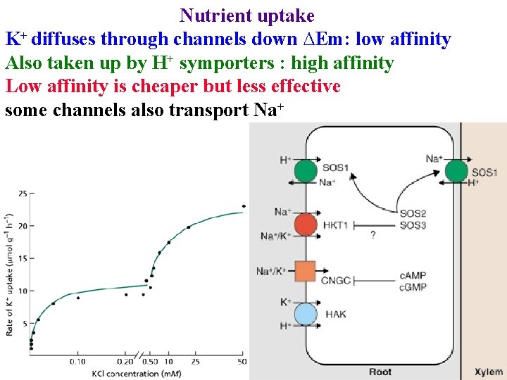 Nutrient uptake K+ diffuses through channels down ∆Em: low affinity Also taken up by