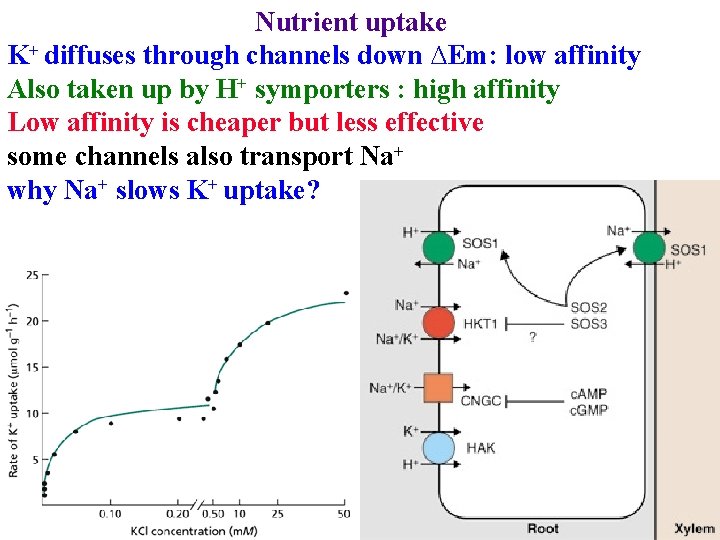 Nutrient uptake K+ diffuses through channels down ∆Em: low affinity Also taken up by