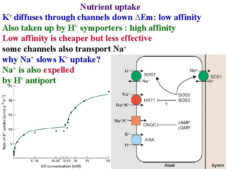 Nutrient uptake K+ diffuses through channels down ∆Em: low affinity Also taken up by