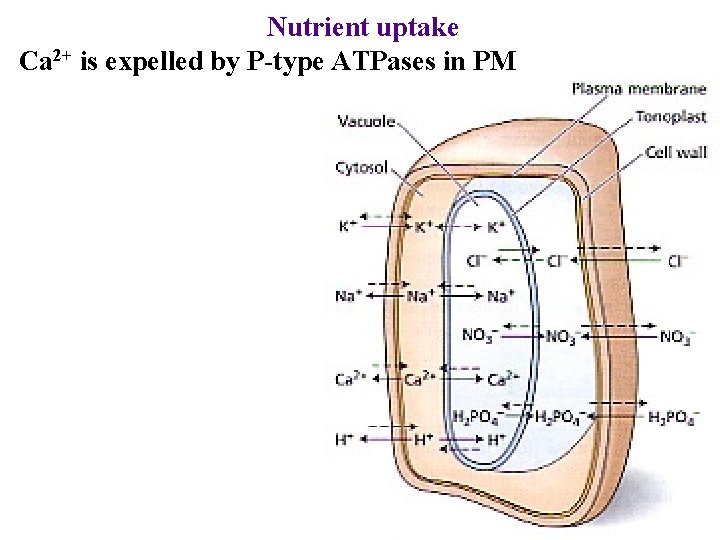 Nutrient uptake Ca 2+ is expelled by P-type ATPases in PM 