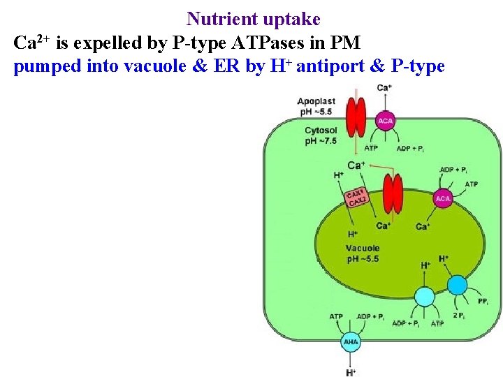 Nutrient uptake Ca 2+ is expelled by P-type ATPases in PM pumped into vacuole