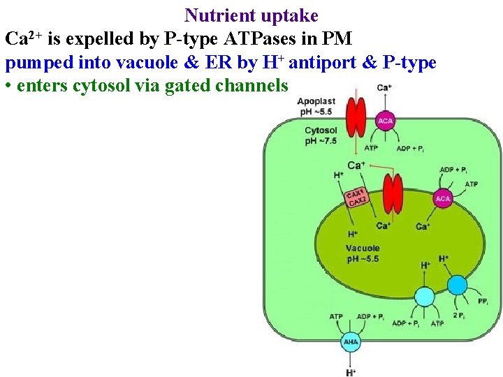 Nutrient uptake Ca 2+ is expelled by P-type ATPases in PM pumped into vacuole