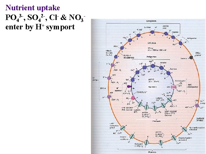 Nutrient uptake PO 43 -, SO 42 -, Cl- & NO 3 enter by