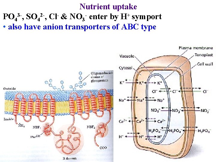 Nutrient uptake PO 43 -, SO 42 -, Cl- & NO 3 - enter