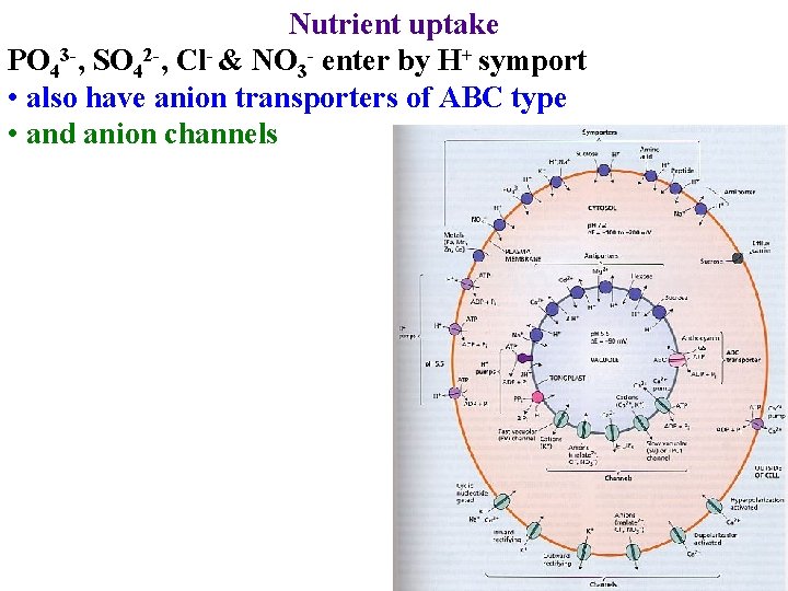 Nutrient uptake PO 43 -, SO 42 -, Cl- & NO 3 - enter