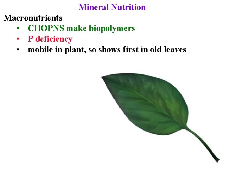 Mineral Nutrition Macronutrients • CHOPNS make biopolymers • P deficiency • mobile in plant,