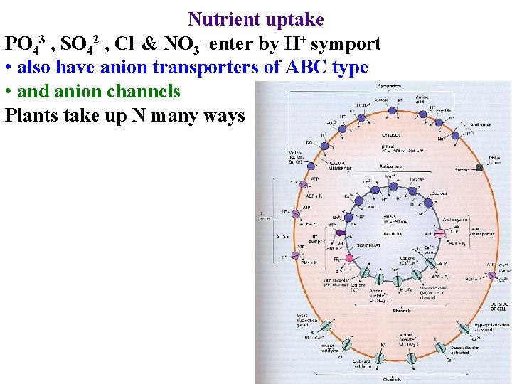 Nutrient uptake PO 43 -, SO 42 -, Cl- & NO 3 - enter