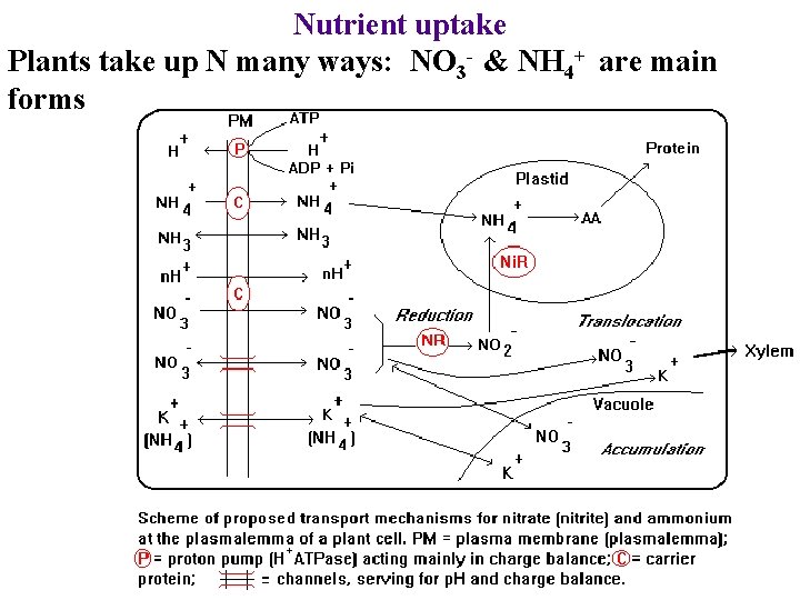 Nutrient uptake Plants take up N many ways: NO 3 - & NH 4+