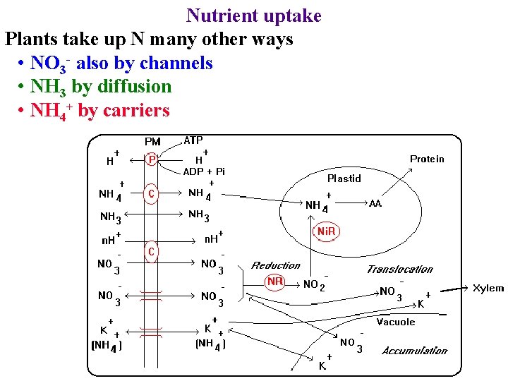 Nutrient uptake Plants take up N many other ways • NO 3 - also