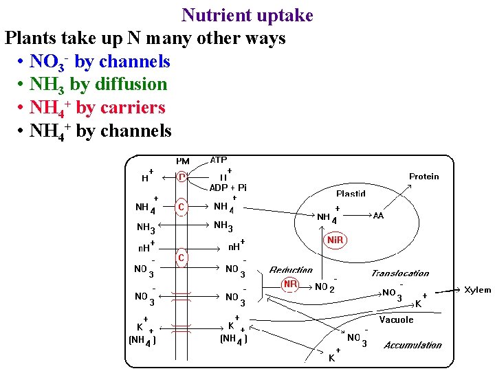 Nutrient uptake Plants take up N many other ways • NO 3 - by