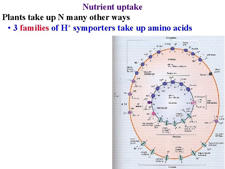 Nutrient uptake Plants take up N many other ways • 3 families of H+