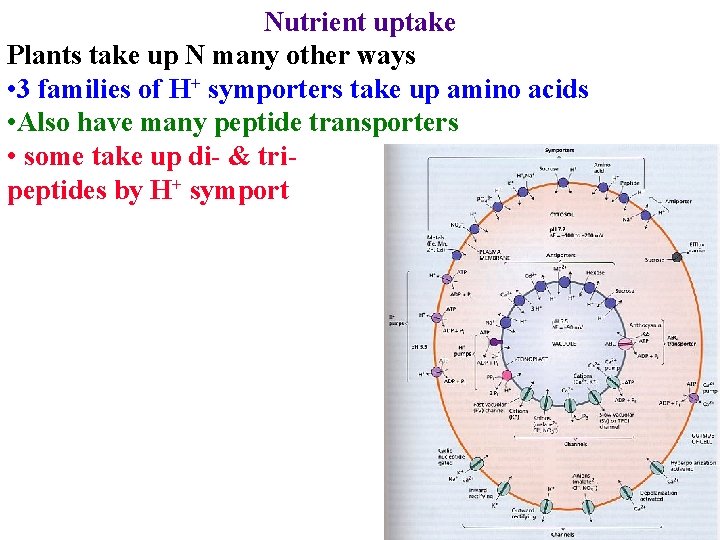 Nutrient uptake Plants take up N many other ways • 3 families of H+