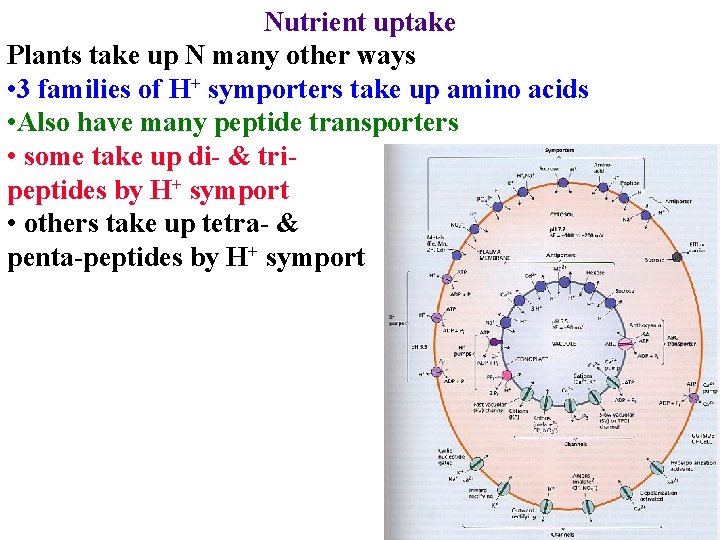 Nutrient uptake Plants take up N many other ways • 3 families of H+