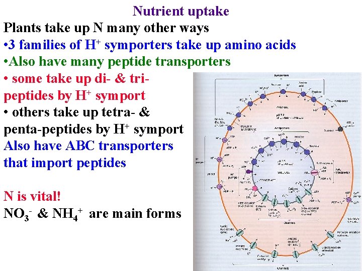 Nutrient uptake Plants take up N many other ways • 3 families of H+