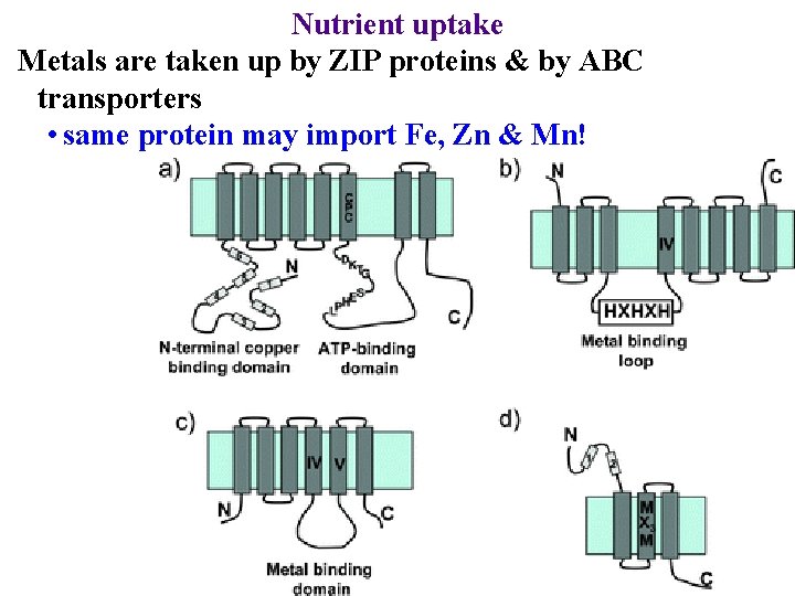 Nutrient uptake Metals are taken up by ZIP proteins & by ABC transporters •
