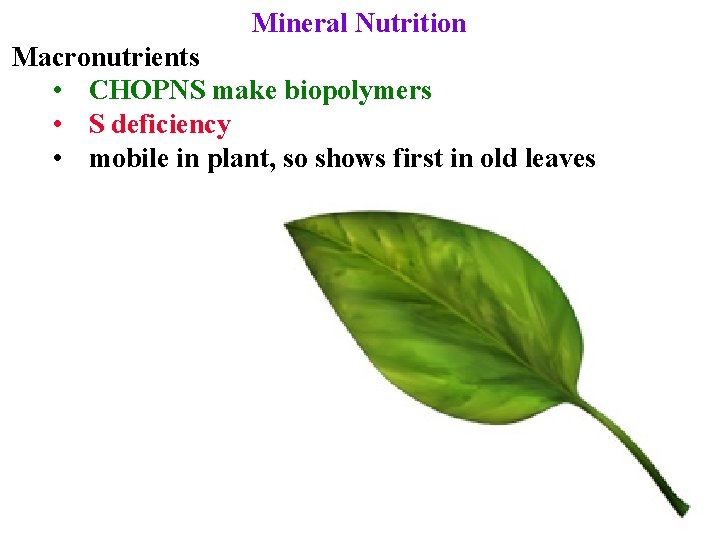 Mineral Nutrition Macronutrients • CHOPNS make biopolymers • S deficiency • mobile in plant,