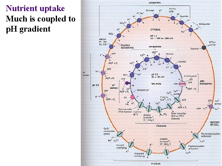 Nutrient uptake Much is coupled to p. H gradient 