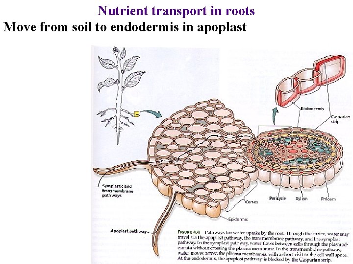 Nutrient transport in roots Move from soil to endodermis in apoplast 