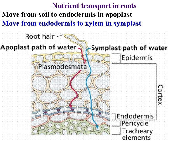 Nutrient transport in roots Move from soil to endodermis in apoplast Move from endodermis