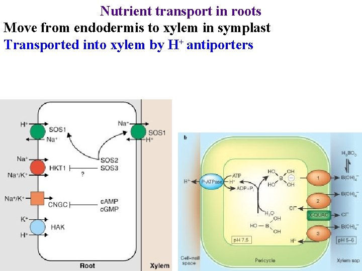 Nutrient transport in roots Move from endodermis to xylem in symplast Transported into xylem