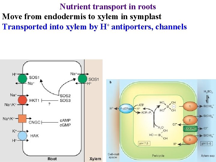 Nutrient transport in roots Move from endodermis to xylem in symplast Transported into xylem