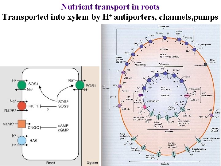 Nutrient transport in roots Transported into xylem by H+ antiporters, channels, pumps 