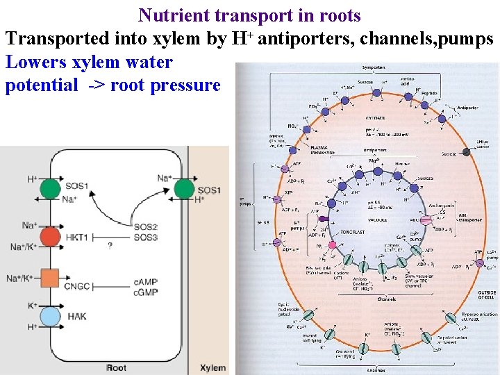 Nutrient transport in roots Transported into xylem by H+ antiporters, channels, pumps Lowers xylem