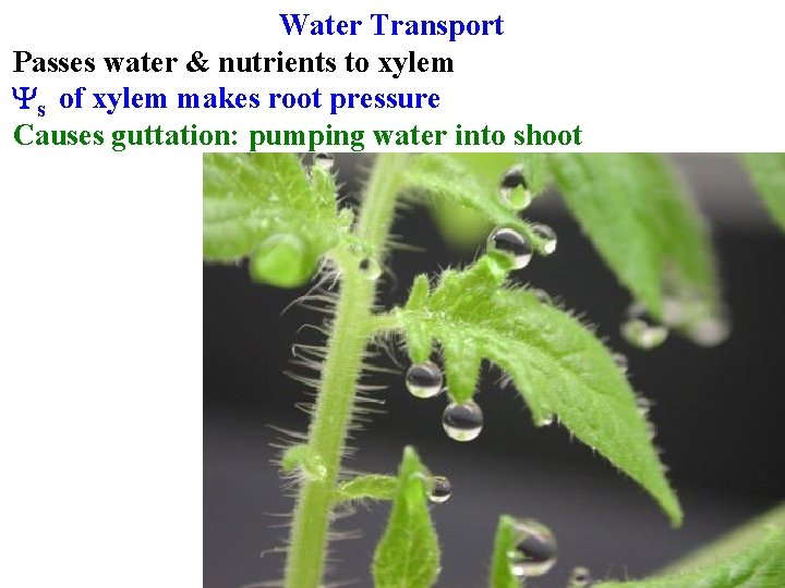 Water Transport Passes water & nutrients to xylem Ys of xylem makes root pressure