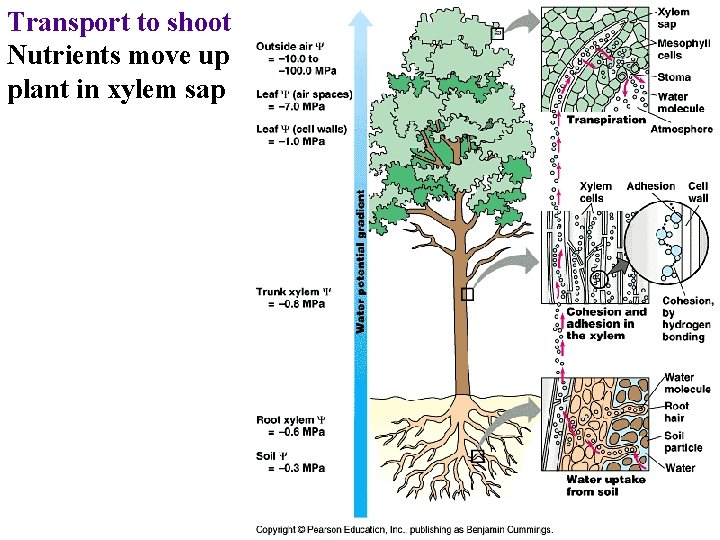 Transport to shoot Nutrients move up plant in xylem sap 