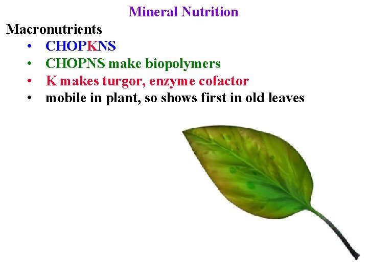 Mineral Nutrition Macronutrients • CHOPKNS • CHOPNS make biopolymers • K makes turgor, enzyme