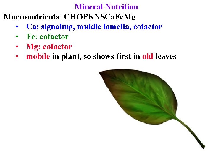 Mineral Nutrition Macronutrients: CHOPKNSCa. Fe. Mg • Ca: signaling, middle lamella, cofactor • Fe: