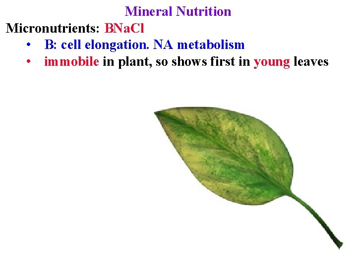 Mineral Nutrition Micronutrients: BNa. Cl • B: cell elongation. NA metabolism • immobile in