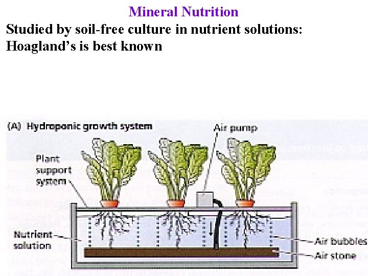 Mineral Nutrition Studied by soil-free culture in nutrient solutions: Hoagland’s is best known 