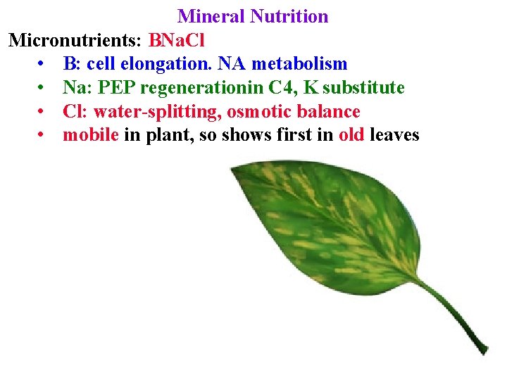 Mineral Nutrition Micronutrients: BNa. Cl • B: cell elongation. NA metabolism • Na: PEP