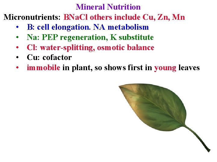 Mineral Nutrition Micronutrients: BNa. Cl others include Cu, Zn, Mn • B: cell elongation.