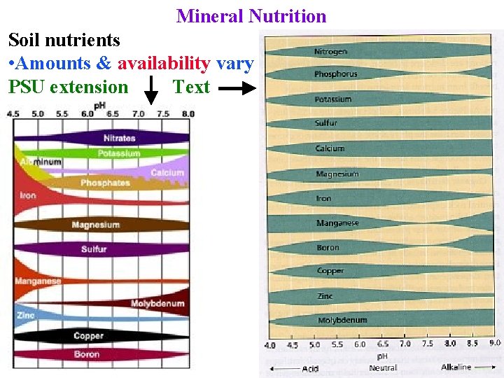 Mineral Nutrition Soil nutrients • Amounts & availability vary PSU extension Text 